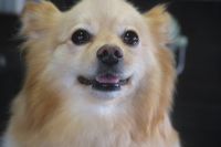 【mix】ナノバブルオゾンシャンプー＋部分カットのご利用ありがとうございました。　全身をブラッシングしてからナノバブルオゾン水を使ってシャンプー・リンシングをしました。　ブローをしてからお尻周り・前肢の飾り毛をカットして、足周りを整えてました◎　今日もとってもお利口さんにトリミングできました(^^)/栃木県真岡市　トリミングサロン221B