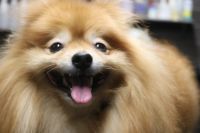 【ポメラニアン】ナノバブルオゾンシャンプー＋部分カットのご利用ありがとうございました。　換毛期なので全身をブラッシングしてからナノバブルオゾン水を使ってシャンプー・リンシングをしました。　ブローをしてからお尻を短めにカットして汚れにくいようにしました◎　今日もとってもお利口さんにトリミングできました(^^)/栃木県真岡市　トリミングサロン221B