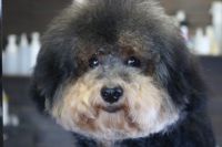 【プードル】カットコースのご利用ありがとうございました。　全身をブラッシングしてからナノバブルオゾン水を使ってシャンプーしました。　ブローをしてから体・手足は揃える程度にカットして長さはキープするようにしました。　お顔は目の周り・お口周りをカットして汚れにくいようにしました◎　随分と慣れてくれました。　今日もとってもお利口さんにトリミングできました(^^)/栃木県真岡市　トリミングサロン221B