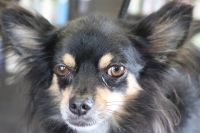 【チワワ】ナノバブルオゾンシャンプーコースのご利用ありがとうございました。　爪切り等を済ませてからナノバブルオゾン水を使ってシャンプー・リンシングをしました。　足周りや足裏を整えて綺麗になりました◎　お耳掃除もして今日もとってもお利口さんにトリミングできました(^^)/栃木県真岡市　トリミングサロン221B