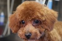 【プードル】カットコースのご利用ありがとうございました。　まだパピーなので、負担が少ないように時間を決めて作業しました。　全身をブラッシングしてから爪切りや肛門腺のチェックをしてシャンプーに入ました。　お水は怖がらずに良くできました◎　お顔は短く・体が長い状態でしたのでバランスをとりました◎　　特に苦手な事もなくとってもお利口さんにトリミングできました(^^)/栃木県真岡市　トリミングサロン221B