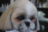 【シーズー】ナノバブルオゾンシャンプーコースのご利用ありがとうございました。　爪切りやお耳掃除等を済ませてからナノバブルオゾン水を使ってシャンプー・リンシングをしてブローをしました。　目の周りをカットして足周りを整えてお手入れしました◎　今日もとってもお利口さんにトリミングできました(^^)/栃木県真岡市　トリミングサロン221B