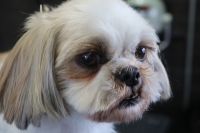 【シーズー】ナノバブルオゾンシャンプーコースのご利用ありがとうございました。　爪切りや肛門腺絞り等をしてからナノバブルオゾン水を使ってシャンプーしました。　ブロー後に目の周りをカットして次回まで持つようにしました◎　今日もとってもお利口さんにトリミングできました(^^)/栃木県真岡市　トリミングサロン221B