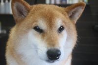 【柴犬】ナノバブルオゾンシャンプーコースのご利用ありがとうございました。　換毛期も落ち着いたようでそれ程抜け毛も多くなく作業できました◎　全身をブラッシングしてからナノバブルオゾン水を使ってシャンプーしました。　ブローをしてから爪切りやお耳掃除をしました。　今日もとってもお利口さんにトリミングできました(^^)/栃木県真岡市　トリミングサロン221B