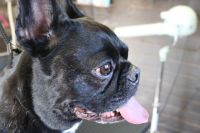 【フレブル】ナノバブルオゾンシャンプーコースのご利用ありがとうございました。　オゾン水を使って湯煎してからシャンプー・リンシングをしました。　ブローをしてから爪切りやお耳掃除等をして全身綺麗になりました◎　今日もとってもお利口さんにトリミングできました(^^)/栃木県真岡市　トリミングサロン221B