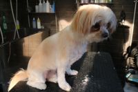 【mix】カットコースのご利用ありがとうございました。　ブラッシングをして粗刈りをしてからナノバブルオゾン水を使ってシャンプーしました。　まだお水やドライヤーの音が怖がるようなので弱めにして無理させないようにしました。　お顔はお家でカットできるとの事で体・手足を短めにカットしました◎　前回よりも慣れてくれたようです。　とってもお利口さんにトリミングできました(^^)/栃木県真岡市　トリミングサロン221B