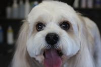 【mix】カットコースのご利用ありがとうございました。　前回と同じ長さで体・手足をカットしました。　お顔は丸くなるように少し長めにカットして、お耳・尻尾は揃える程度にしました◎　爪切りやお耳掃除もして今日もとってもお利口さんにトリミングできました(^^)/栃木県真岡市　トリミングサロン221B