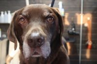 【ラブラドール】ナノバブルオゾンシャンプーコースのご利用ありがとうございました。　　すこし換毛期で抜けましたのでブラッシングをしてからシャンプーに入りました。　ナノバブルオゾン水を使って湯煎してからシャンプー・リンシングをしました。　ブロー後にお耳掃除や爪切りをして今日もとってもお利口さんにトリミングできました(^^)/栃木県真岡市　トリミングサロン221B