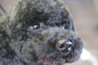 【プードル】カットコースのご利用ありがとうございました。　全身をブラッシングしてから爪切り・お耳掃除等を済ませてオゾン水でシャンプーしてからカットに入りました。　いつもの長さで体や手足をカットしてお顔をカットしました◎　　今日もとってもお利口さんにトリミングできました(^^)/栃木県真岡市　トリミングサロン221B