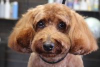 【mix】カットコースのご利用ありがとうございました。　寒くなってきたので前回よりも少し長めの長さで全身をカットしました。　ブラッシングをしてからナノバブルオゾン水を使ってシャンプーした後に、ブローをしてカットに入りました。　お耳は揃える程度にして尻尾はライオンに◎　今日もとってもお利口さんにトリミングできました(^^)/栃木県真岡市　トリミングサロン221B