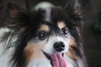 【パピオン】ナノバブルオゾンシャンプー＋部分カットのご利用ありがとうございました。　最初にブラッシングをして爪切り等を済ませてからナノバブルオゾン水を使ってシャンプー・リンシングをしました。　ブローをしてから足裏・足周りを整えてお尻周りを少しカットして汚れにくいようにしました◎　今日もとってもお利口さんにトリミングできました(^^)/栃木県真岡市　トリミングサロン221B