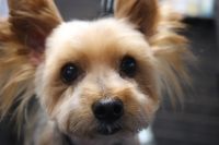 【ヨークシャーテリア】カットコースのご利用ありがとうございました。　最初に粗刈りをしてからシャンプーをして、ブロー後に仕上げのカットをしました。　体・手足は短めにしてお洋服を着ても縺れない長さにしました◎　お耳の飾り毛は残しておきました。　今日もとってもお利口さんにトリミングできました(^^)/栃木県真岡市　トリミングサロン221B
