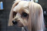 【ヨークシャーテリア】カットコースのご利用ありがとうございました。　最初に爪切り等を済ませてから粗刈りをしてシャンプーに入りました。　ナノバブルオゾン水を使ってシャンプー・リンシングをしてブロー後に仕上げのカットをしました。　お顔周りは汚れにくいように短めにしてスッキリサッパリになりました◎　今日もとってもお利口さんにトリミングできました(^^)/栃木県真岡市　トリミングサロン221B