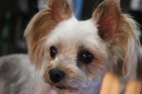 【ヨークシャーテリア】カットコースのご利用ありがとうございました。　高齢になってきたのであまり無理させない程度に時間を決めてカットをしました。　粗刈りをしてからナノバブルオゾン水を使ってシャンプーした後に仕上げのカットをしました。　爪切りやお耳掃除等もしてスッキリサッパリになりました◎　今日もとってもお利口さんにトリミングできました(^^)/栃木県真岡市　トリミングサロン221B