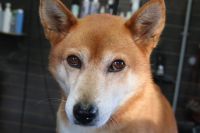 【柴犬】ナノバブルオゾンシャンプーコースのご利用ありがとうございました。　換毛期も落ち着いたようで直ぐにシャンプーに入る事ができました。　オゾン水を使って湯煎してからシャンプー・リンシングをしてブローをしました。　足裏・爪切り・お耳掃除等のお手入れをして全身綺麗になりました◎　今日もとってもお利口さんにトリミングできました(^^)/栃木県真岡市　トリミングサロン221B