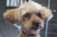 【プードル】カットコースのご利用ありがとうございました。　前回と同じ5mmの長さで全身をカットしました。　お顔は小さめにカットして目の周りやお口周りは短めにして汚れにくいようにしました。　お耳の状態も良くなっていました◎　今日もとってもお利口さんにトリミングできました(^^)/栃木県真岡市　トリミングサロン221B