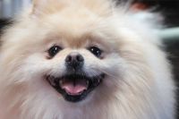 【ポメラニアン】ナノバブルオゾンシャンプーコースのご利用ありがとうございました。　短くカットをしてから随分と伸びてきました。　全体的に綺麗に生えてきているので問題ないと思います◎　爪切り・足周り・お耳掃除等のお手入れもして綺麗になりました◎　今日もとってもお利口さんにトリミングできました(^^)/栃木県真岡市　トリミングサロン221B