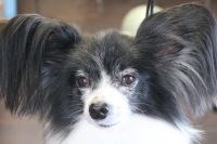 【パピオン】ナノバブルオゾンシャンプーコースのご利用ありがとうございました。　全身をブラッシングして爪切りや肛門腺絞りをしてからナノバブルオゾン水を使ってシャンプー・リンシングをしました。　静電気が起きないようにリンスは多めにしてブローをしました◎　足周りを整えて今日もとってもお利口さんにトリミングできました(^^)/栃木県真岡市　トリミングサロン221B