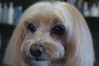 【mix】カットコースのご利用ありがとうございました。　体・手足はいつもの長さに揃えて、お耳は少しカットしました。　目の周りやお口周りは汚れにくいように短めにして作りました◎　爪切りやお耳掃除等もして今日もとってもお利口さんにトリミングできました(^^)/栃木県真岡市　トリミングサロン221B