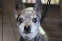 【チワワ】高齢犬の為、時間を決めて今日もカットをしました。　全身を短めに揃えてお顔もカットしてスッキリサッパリになりました◎　　ステイしているのが辛そうなときは座らせ足りしながら作業しております。　爪切りやお耳掃除もして今日もとってもお利口さんにトリミングできました(^^)/栃木県真岡市　トリミングサロン221B