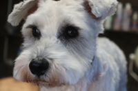 【シュナウザー】ナノバブルオゾンシャンプーコースのご利用ありがとうございました。　爪切りやお耳掃除等を済ませてからナノバブルオゾン水を使っシャンプー・リンシングをしました。　ブローをしてから目の周りをカットして、足裏やお腹にバリカンを入れてお手入れしました◎　今日もとってもお利口さんにトリミングできました(^^)/栃木県真岡市　トリミングサロン221B