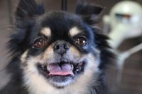 【チワワ】ナノバブルオゾンシャンプーコース＋部分カットのご利用ありがとうございました。　ブラッシングをして爪切りやお耳掃除をしてからナノバブルオゾン水を使ってシャンプー・リンシングをしました。　ブローをしてからお尻を揃える程度にカットして丸みが出るようにしました◎　足裏や足周りを整えて今日もとってもお利口さんにトリミングできました(^^)/栃木県真岡市　トリミングサロン221B