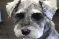 【シュナウザー】ナノバブルオゾンシャンプーコース＋部分カットのご利用ありがとうございました。　寒くなってきたのでカットは保留にして、今日はシャンプーにしました。　爪切り・お耳掃除・肛門腺のチェックをしてからオゾン水を使ってシャンプーしました。ブロー後に目の周りを少しカットして次回まで持つようにしました◎　今日もとってもお利口さんにトリミングできました(^^)/栃木県真岡市　トリミングサロン221B