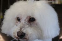 【ビション】ナノバブルオゾンシャンプーコースのご利用ありがとうございました。　爪切りやお耳掃除をしてからオゾン水を使ってシャンプー・リンシングをしてブローをしました。　足裏や足周りを整えって目の周辺をカットして綺麗になりました◎　今日もとってもお利口さんにトリミングできました(^^)/栃木県真岡市　トリミングサロン221B