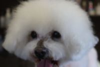 【ビション】ナノバブルオゾンシャンプーコースのご利用ありがとうございました。　全身をブラッシングしてから爪切りやお耳掃除をしてシャンプーに入りました。　オゾン水を使ってシャンプー・リンシングをしてからブローをして目の周りを少しカットしてお手入れしました。　今日もとってもお利口さんにトリミングできました(^^)/栃木県真岡市　トリミングサロン221B