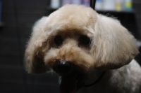 【プードル】カットコースのご利用ありがとうございました。　前回よりも長めの長さで全身をカットしました。　爪切りやお耳掃除等のお手入れをしてからオゾン水を使ってシャンプーしました。　ブロー後に仕上げのカットをしてスッキリサッパリになりました◎　今日もとってもお利口さんにトリミングできました(^^)/栃木県真岡市　トリミングサロン221B