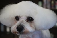 【ビション】カットコースのご利用ありがとうございました。　寒くなってきたのでいつもより少し長めの長さで全身をカットしました。　前肢の舐めている部分はそれ程悪くなっていないのでまだ問題ないと思います。　　目の周りは短めにカットしてスッキリサッパリになりました◎　今日もとってもお利口さんにトリミングできました(^^)/栃木県真岡市　トリミングサロン221B