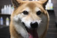 【柴犬】ナノバブルオゾンシャンプーコースのご利用ありがとうございました。　全身をブラッシングして抜け毛を除去してからシャンプーに入りました。　オゾン水を使ってシャンプー・リンシングをしてブローをしてから爪切り等をしました。　肛門腺はそれ程溜まっている様子は無かったのですが、気にするようなら動物病院に行った時にチェックしてもらって下さい。　今日もとってもお利口さんにトリミングできました(^^)/栃木県真岡市　トリミングサロン221B