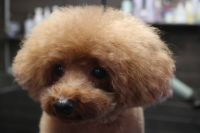 【プードル】カットコースのご利用ありがとうございました。　今日は全身を揃える程度にオールシザーでカットしました。　ブラッシングをしてからナノバブルオゾン水を使ってシャンプーしてからブローをして仕上げのカットをしました◎　爪切りやお耳掃除・肛門腺絞りをして今日もとってもお利口さんにトリミングできました(^^)/栃木県真岡市　トリミングサロン221B