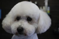 【プードル】カットコースのご利用ありがとうございました。　全身をブラッシングして縺れを解いてからナノバブルオゾン水を使ってシャンプーしました。　ブロー後に前回と同じ長さで全身をカットしてスッキリしたラインになりました◎　肛門腺絞りをチェックして耳掃除をして今日もとってもお利口さんにトリミングできました(^^)/栃木県真岡市　トリミングアロン221B