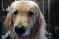 【ゴールデン】ナノバブルオゾンシャンプーコースのご利用ありがとうございました。　全身をブラッシングして縺れを解いてから爪切り等をしてシャンプーにはいりました。　ナノバブルオゾン水を使ってシャンプー・リンシングをしてブローをしてから足周りを綺麗にしてお髭をカットしました◎　今日もとってもお利口さんにトリミングできました(^^)/栃木県真岡市　トリミングサロン221B