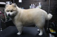 【mix】カットコースのご利用ありがとうございました。　全身をブラッシングして縺れを解いてからナノバブルオゾン水を使ってシャンプーしました。　ブローをしてから全身を揃える程度にオールシザーでカットしました。　スッキリしたラインになって綺麗になりました◎　今日もとってもお利口さんにトリミングできました(^^)/栃木県真岡市　トリミングサロン221B