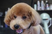 【プードル】カットコースのご利用ありがとうございました。　縺れが出来てしまっていたのでブラッシングをしてからシャンプーに入りました。　ナノバブルオゾン水を使ってシャンプー・リンシングをしてブローをしてから全身をカットしました。　全体的に短めにしてスッキリサッパリになりました◎　今日もとってもお利口さんにトリミングできました(^^)/栃木県真岡市　トリミングサロン221B