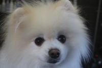 【ポメラニアン】ナノバブルオゾンシャンプーコースのご利用ありがとうございました。　被毛の状態も戻ってきていました。　ブラッシングをしてからナノバブルオゾン水を使ってシャンプー・リンシングをしてブローをしました。　足周りや足裏を綺麗にして全身綺麗になりました◎　今日もとってもお利口さんにトリミングできました(^^)/栃木県真岡市　トリミングサロン221B