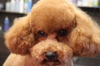 【プードル】ナノバブルオゾンシャンプーコース＋足バリのご利用ありがとうごうざいました。　爪切りやお耳掃除等の基本的なお手入れをしてから足バリを入れて、シャンプーしました。　ブロー後に足周りや目の周りをカットして長めに伸ばしていくようにしました◎　今日もとってもお利口さんにトリミングできました(^^)/栃木県真岡市　トリミングサロン221B