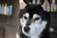 【柴犬】ナノバブルオゾンシャンプーコースのご利用ありがとうございました。　簡単にブラッシングをしてからシャンプーに入りました。　ナノバブルオゾン水を使ってシャンプー・リンシングをして全身綺麗になりました◎　爪切りやお耳掃除もして今日もとってもお利口さんにトリミングできました(^^)/栃木県真岡市　トリミングサロン221B