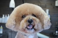 【mix】カットコースのご利用ありがとうございました。　良くブラっシングされていたので比較的早くシャンプーに入る事ができました。　オゾン水を使ってシャンプーした後にブローをしてカットに入りました。　体はいつもより少し長めにしてカットしました◎　今日もとってもお利口さんにトリミングできました(^^)/栃木県真岡市　トリミングサロン221B