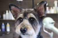 【mix】カットコースのご利用ありがとうございました。　爪切りやお耳掃除等のお手入れをしてからナノバブルオゾン水を使ってシャンプーした後にカットに入りました。　体・手足は前回と同じ長さにしてお顔は丸みが出るようにカットしてスッキリサッパリになりました◎　今日もとってもお利口さんにトリミングできました(^^)/栃木県真岡市　トリミングサロン221B