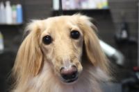 【ダックス】ナノバブルオゾンシャンプーコースのご利用ありがとうございました。　ブラッシングをして爪切り等を済ませてからシャンプーに入りました。　ナノバブルオゾン水を使ってシャンプー・リンシングをしてブローをした後に足周りやお髭のカットをしました◎　お腹に少しバリカンも入れて汚れにくいようにしました。　今日もとってもお利口さんにトリミングできました(^^)/栃木県真岡市　トリミングサロン221B