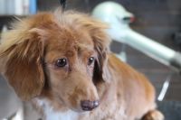 【mix】カットコースのご利用ありがとうございました。　アウトラインをカットしてお腹・お尻周り・フロントを短めにしてスッキリしたラインになりました◎　暖かくなってきてから全身を短くしてあげる感じでいいと思います。　今日もとってもお利口さんにトリミングできました(^^)/栃木県真岡市　トリミングサロン221B