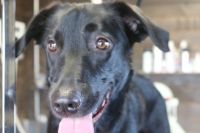 【mix】ナノバブルオゾンシャンプーコースのご利用ありがとうございました。　爪切り等を済ませてからナノバブルオゾン水を使って湯煎してからシャンプー・リンシングをしました。　ブローをして足裏を整えて綺麗になりました◎　今日もとってもお利口さんにトリミングできました(^^)/栃木県真岡市　トリミングサロン221B