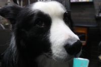 【ボーダーコリー】ナノバブルオゾンシャンプーコースのご利用ありがとうございました。　ブラッシングをしてからナノバブルオゾン水を使ってシャンプー・リンシングをしてブローをしました。　足周りを整えて爪切り等のお手入れをして全身綺麗になりました◎　今日もとってもお利口さんにトリミングできました(^^)/栃木県真岡市　トリミングサロン221B