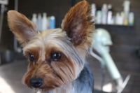 【ヨーキー】カットコースのご利用ありがとうございました。　体・手足は前回より長めの10mmで揃えて、お顔は輪郭を揃える程度にカットしました。　目の周りは汚れやすいので短めにしておきました。　爪切りやお耳掃除等もして今日もとってもお利巧さんにトリミングできました(^^)/栃木県真岡市　トリミングサロン221B