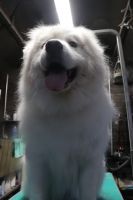 【グレートピレニーズ】ナノバブルオゾンシャンプーコースのご利用ありがとうございました。　ある程度ブラッシングをしてからオゾン水を使ってシャンプー・リンシングをしてブローに入りました。　ブローをしながらデスコートを除去して綺麗になりました◎　ストレスになってしまうのであまり時間を掛けないようにしながら作業しましたが、とってもお利口さんにトリミングできました(^^)/栃木県真岡市　トリミングサロン221B