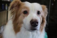 【ボーダーコリー】ナノバブルオゾンシャンプーコースのご利用ありがとうございました。　最初にブラッシングをしてからナノバブルオゾン水を使ってシャンプーしました。　リンシングをしてブローをしてから足裏・足周りを整えてました。　苦手な部分はあまり無理させないようにして作業しました◎　　人懐っこくてとってもお利口さんにトリミングできました(^^)/栃木県真岡市　トリミングサロン221B