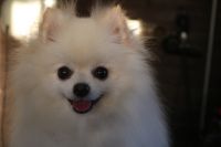 【ポメラニアン】ナノバブルオゾンシャンプーコースのご利用ありがとうございました。　全体的にブラッシングをしてからナノバブルオゾン水を使ってシャンプー・リンシングをしました。　ブローをしてから爪切りや足周りを整えてフロントを少しカットしました◎　とってもお利口さんにトリミングできました(^^)/栃木県真岡市　トリミングサロン221B